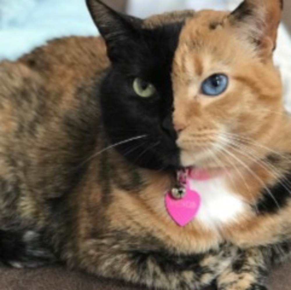 Meet your Posher, Marie